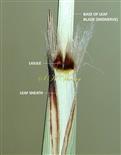 Ligule and hairy leaf sheath at mouth and apex